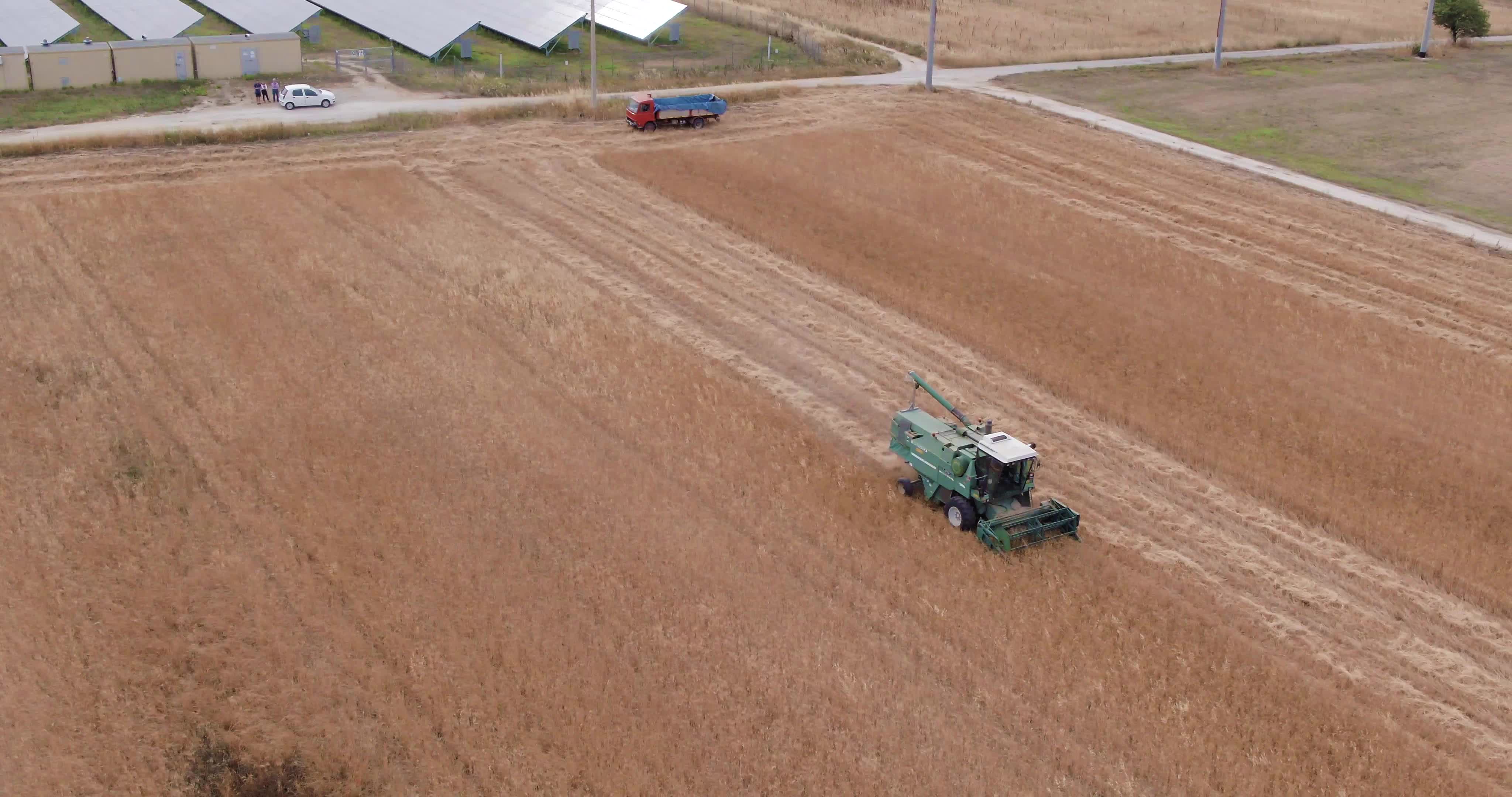 Wheat Harvest In Puglia