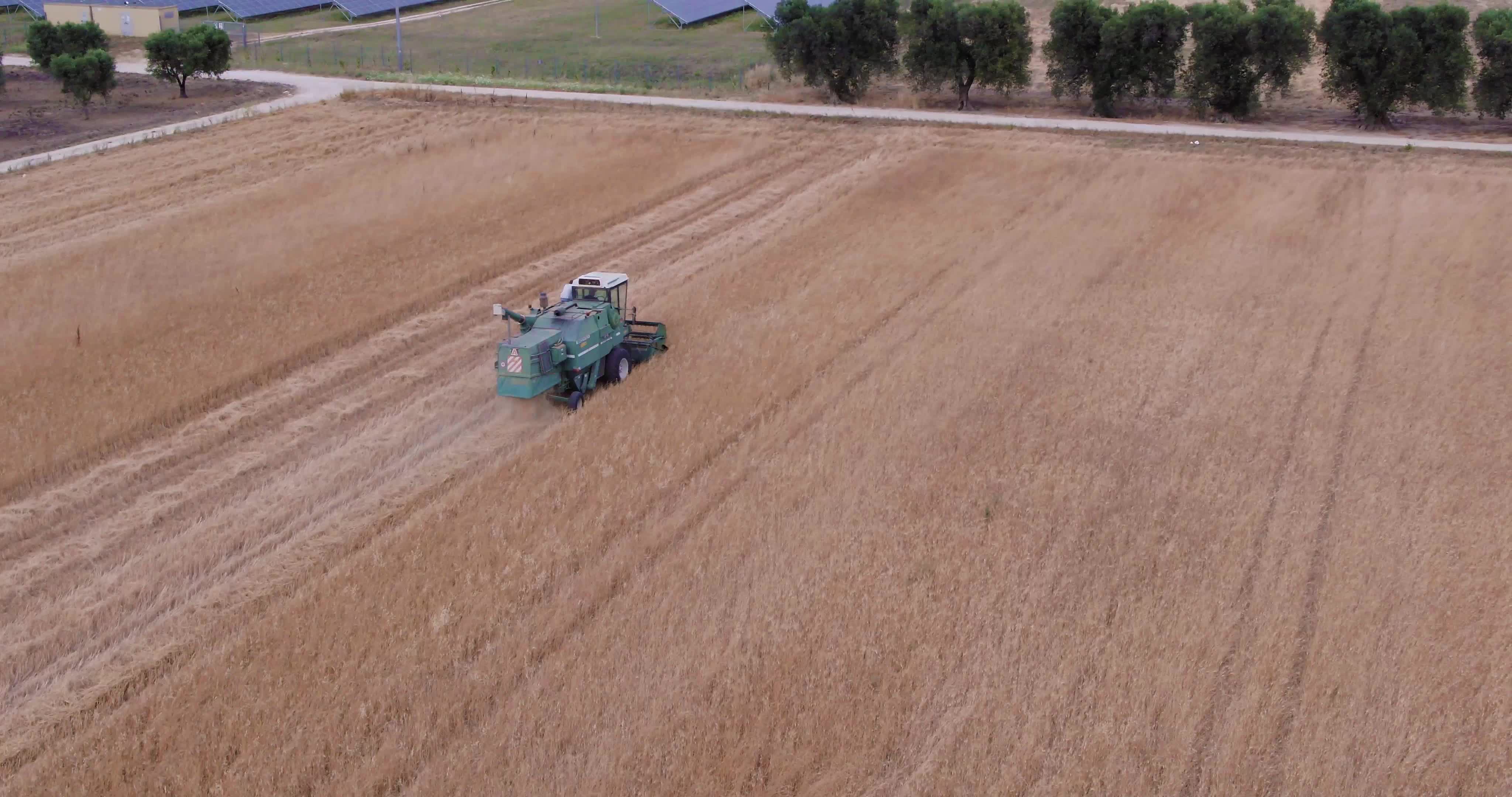Wheat Harvest In Puglia