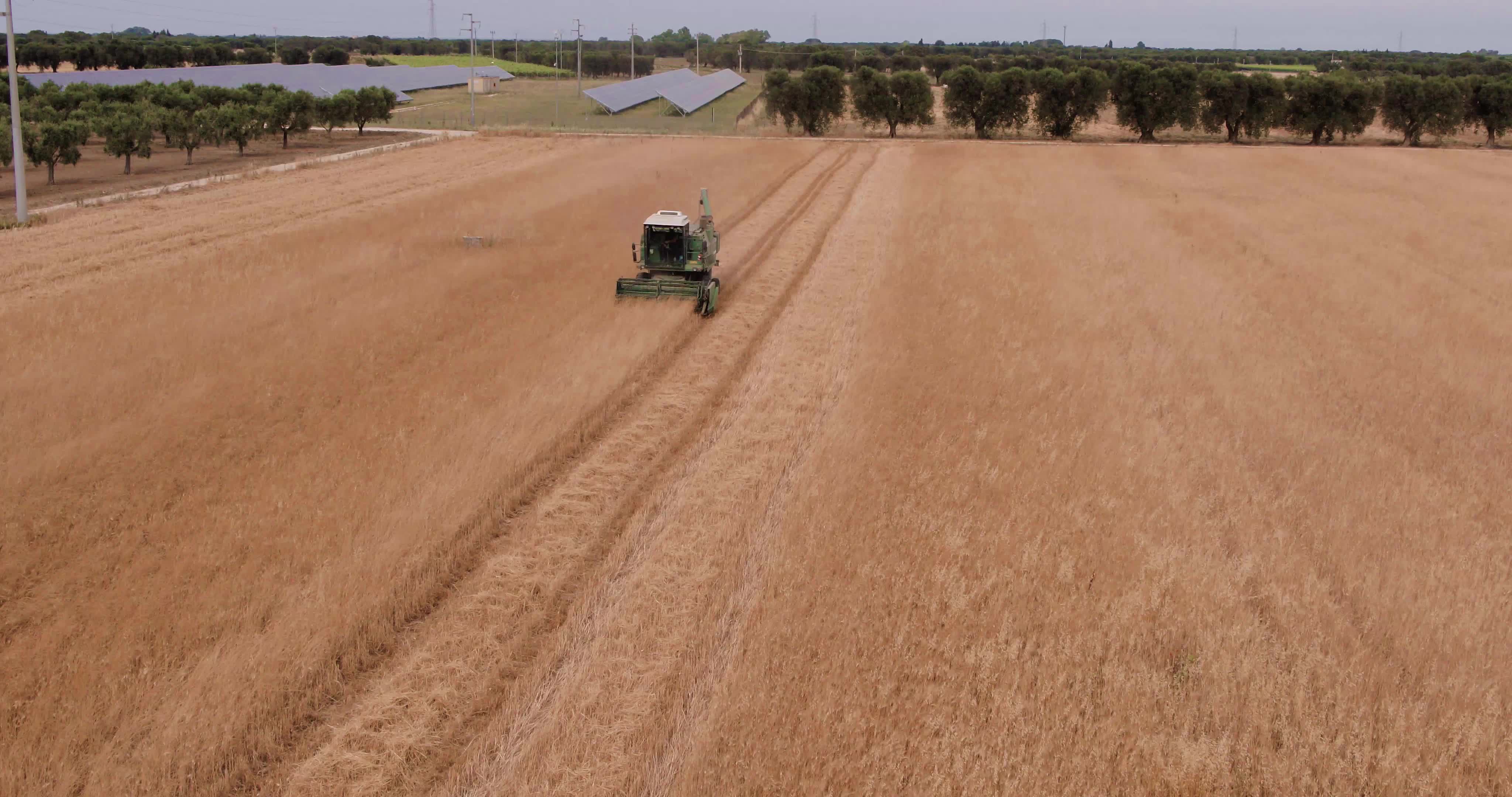 Wheat Harvest In Puglia
