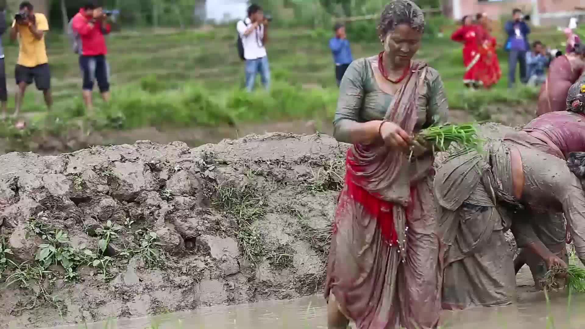 National Paddy Day celebrated in Nepal