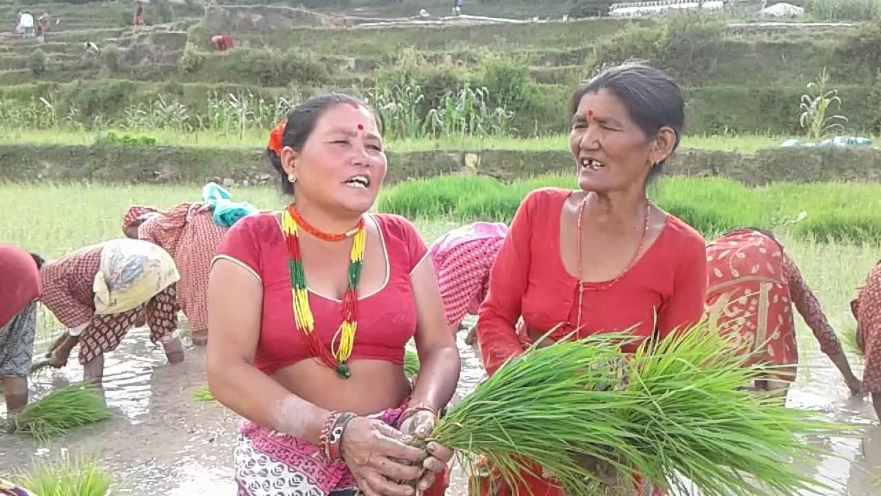 National Paddy Day celebrated in Nepal