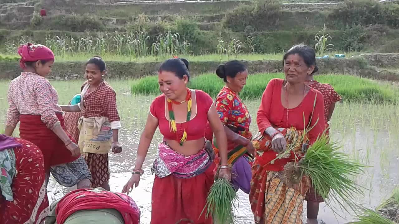 National Paddy Day celebrated in Nepal