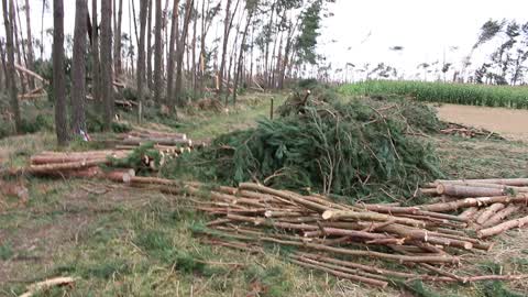 Cleaning after storms in Przyrowa