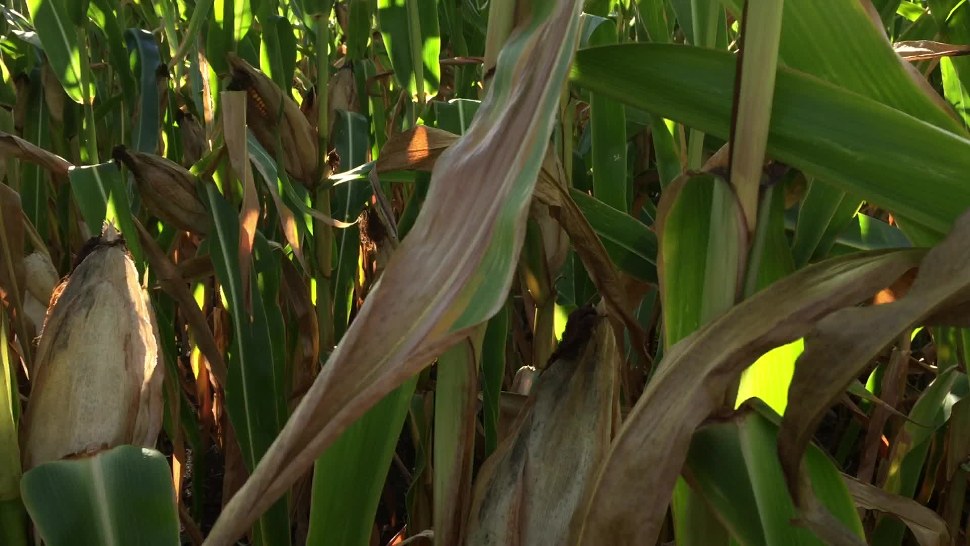 Agriculture in Canada