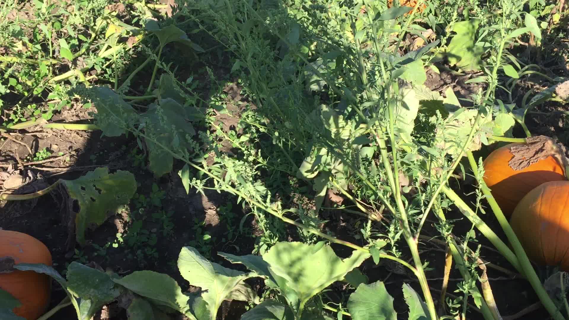 Agriculture in Canada