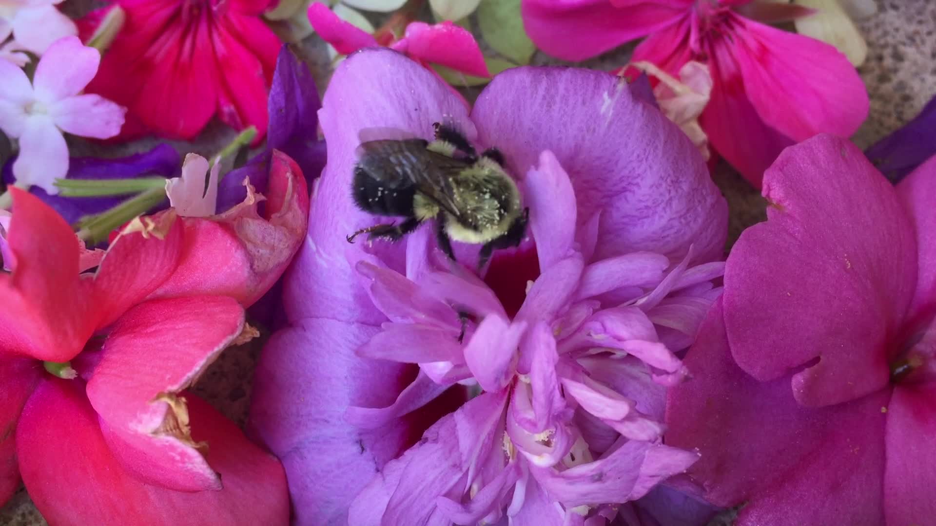 Bumblebee in a hibiscus flower