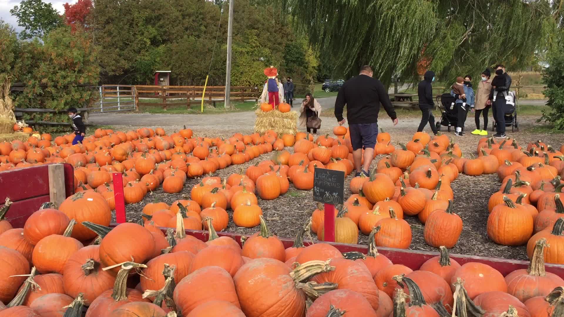 Autumn season during the COVID-19 Pandemic