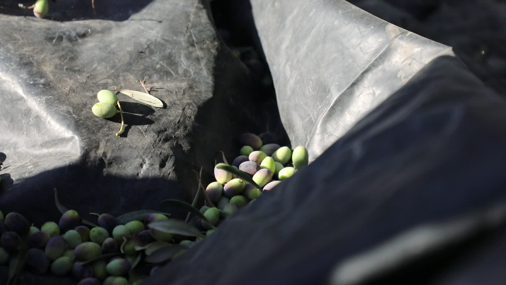 Olive Harvest in Gaza Strip