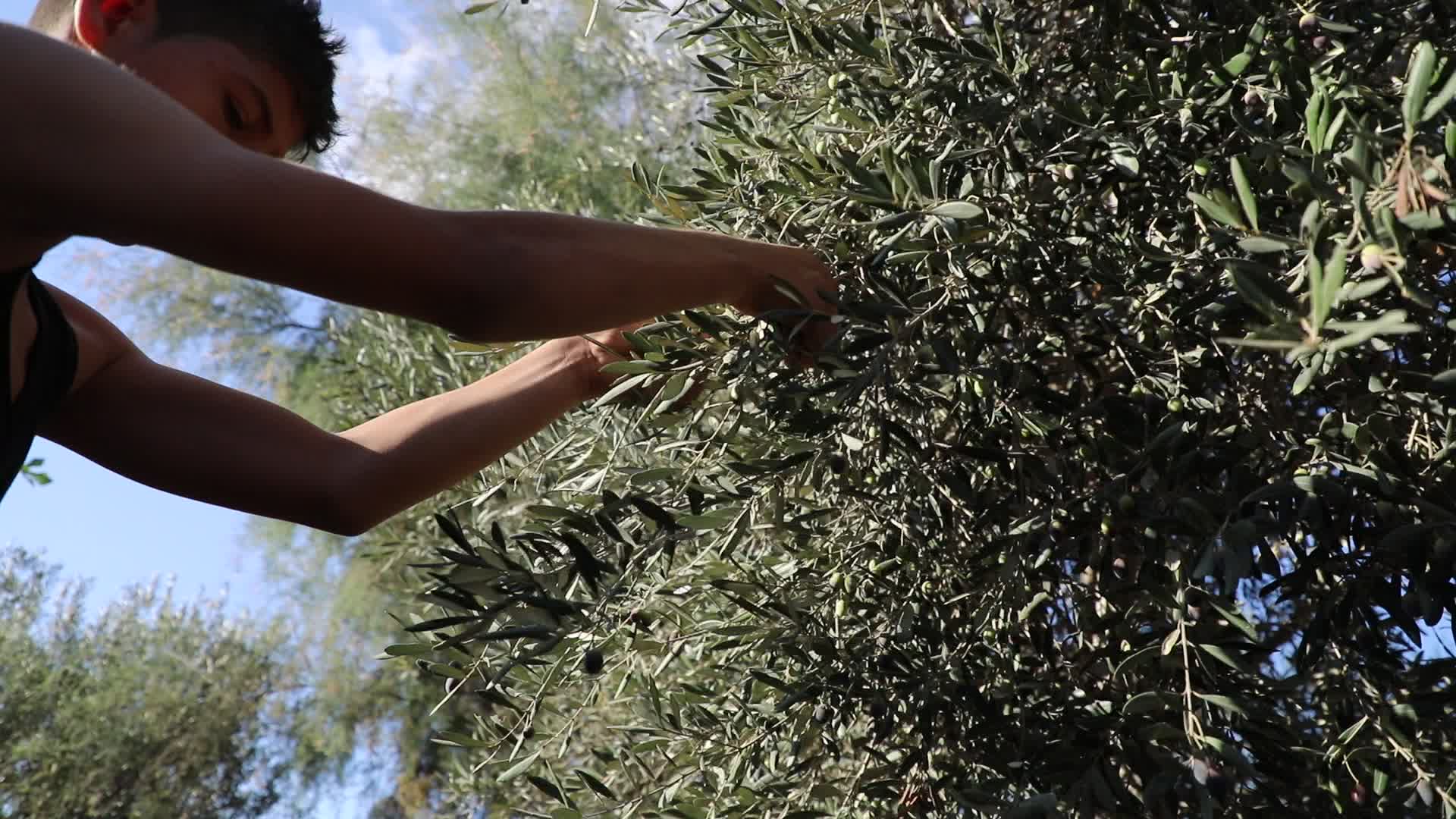 Olive Harvest in Gaza Strip
