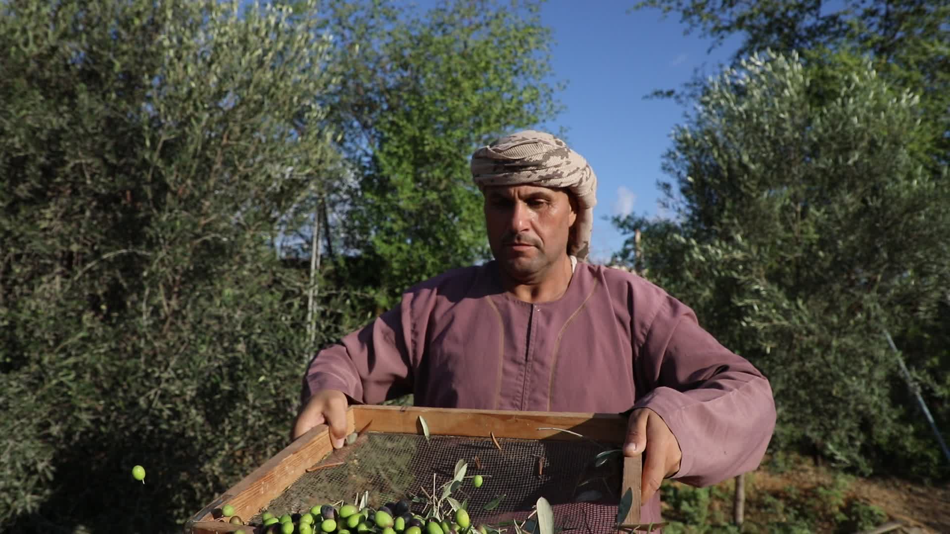 Olive Harvest in Gaza Strip