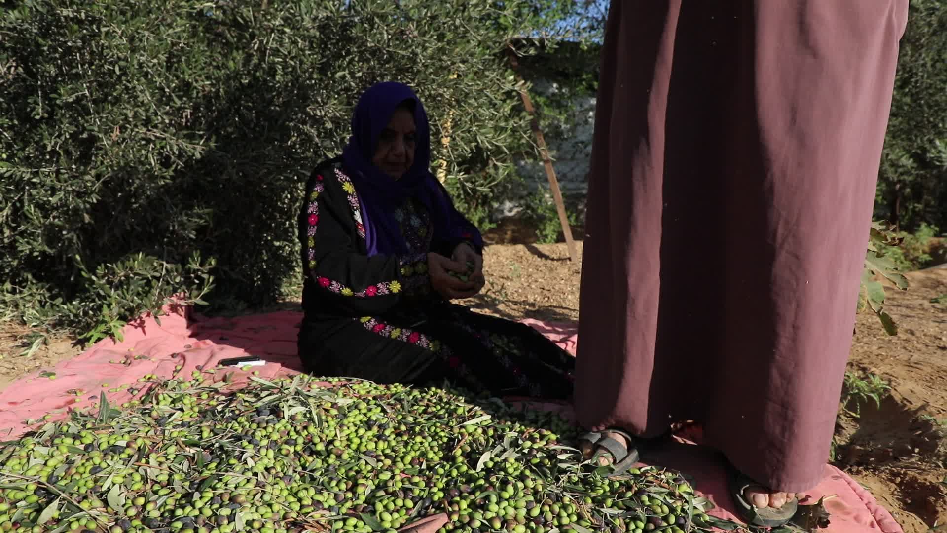Olive Harvest in Gaza Strip