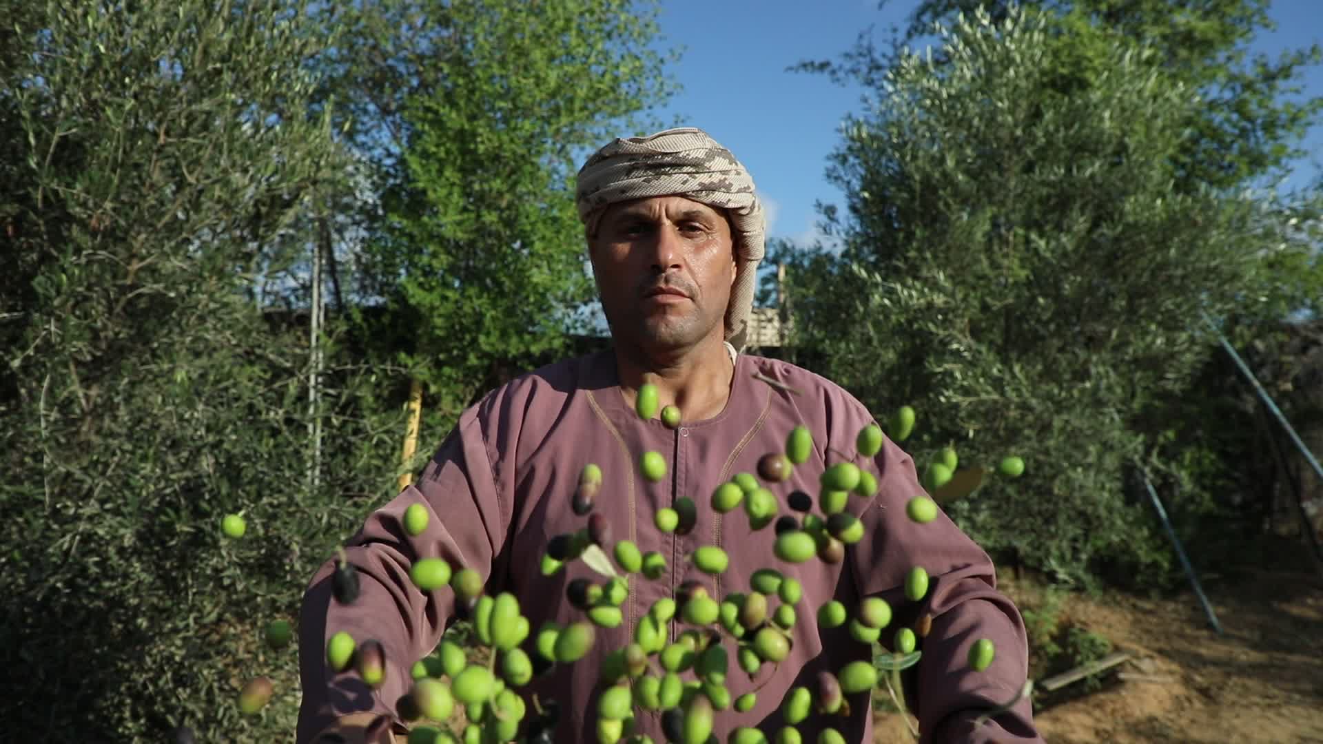 Olive Harvest in Gaza Strip