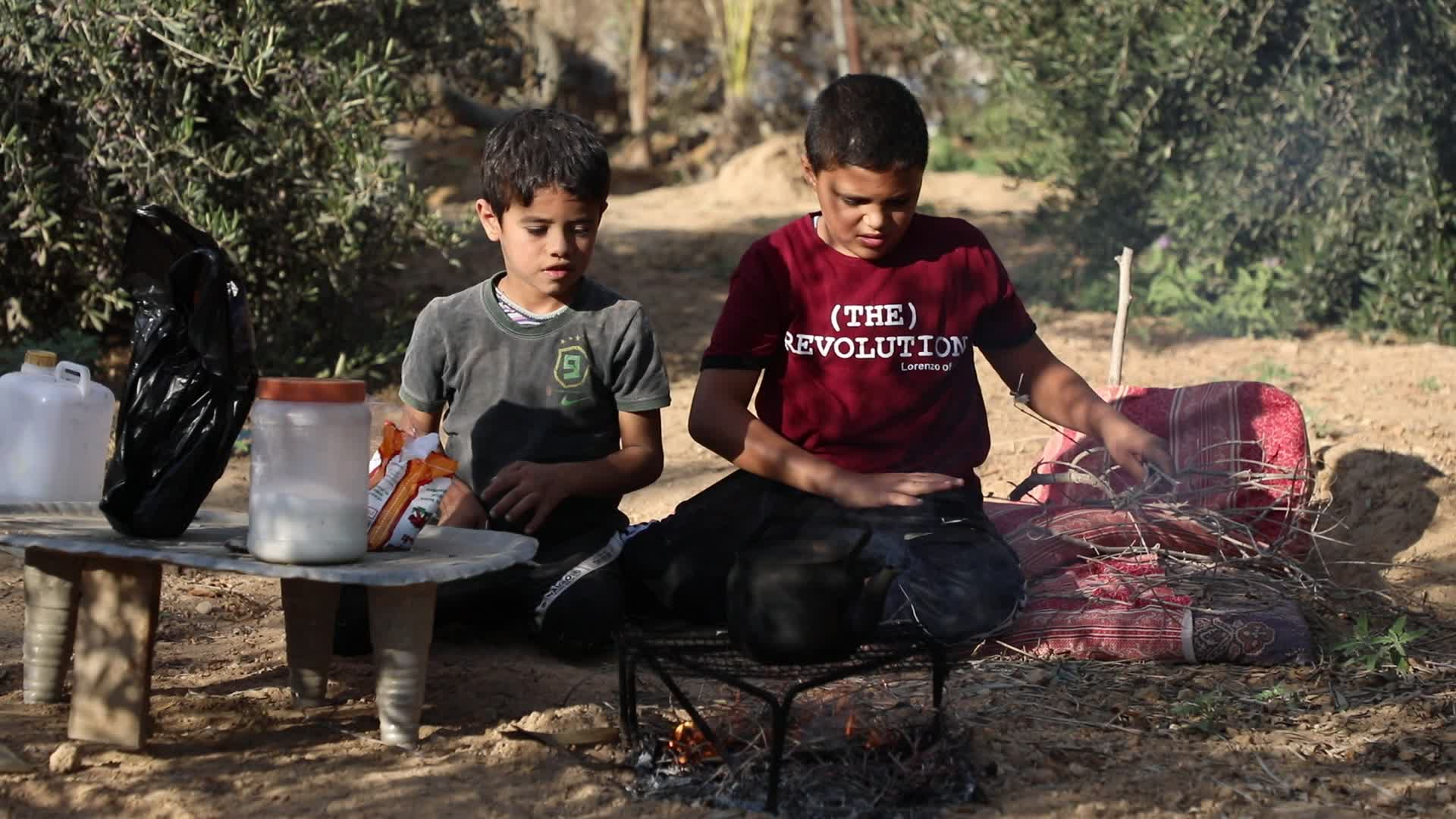 Olive Harvest in Gaza Strip