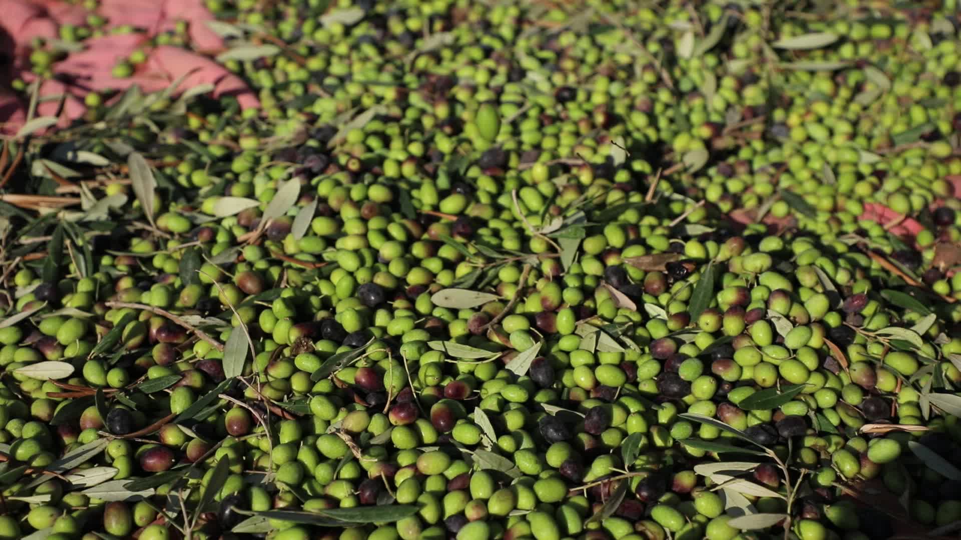 Olive Harvest in Gaza Strip