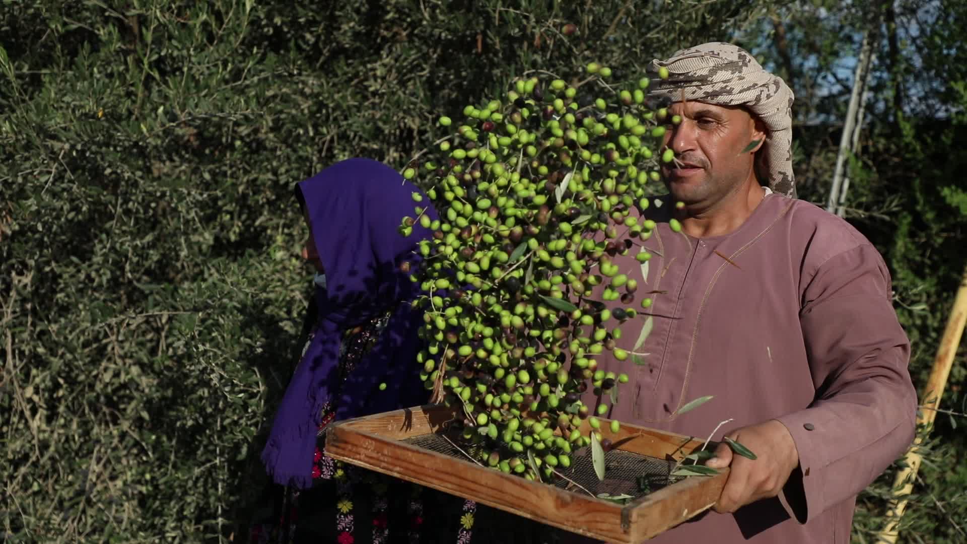 Olive Harvest in Gaza Strip