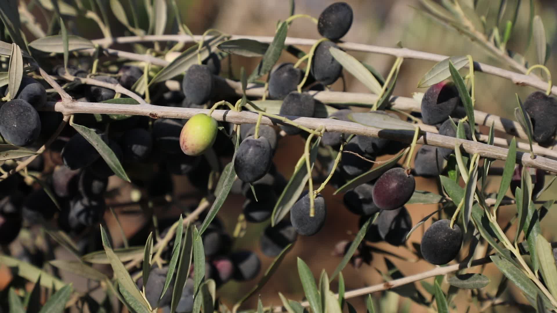 Olive Harvest in Gaza Strip