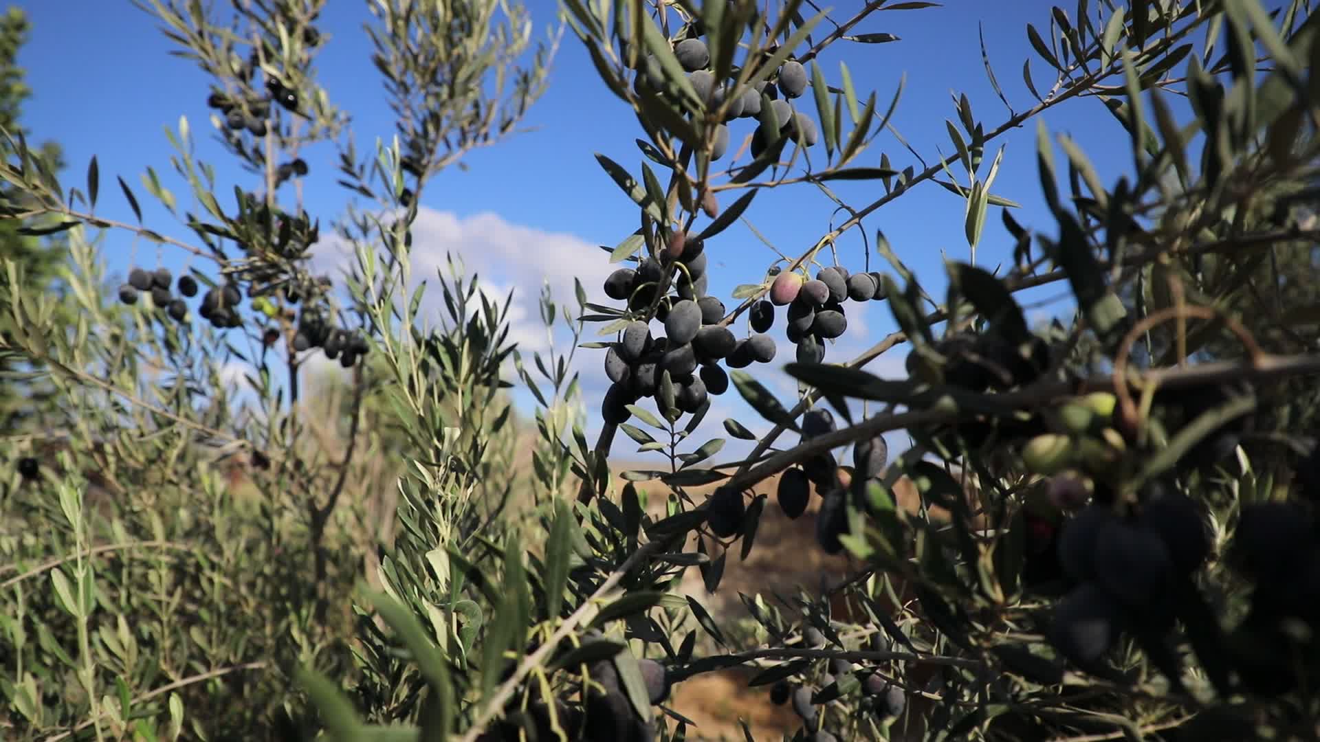 Olive Harvest in Gaza Strip