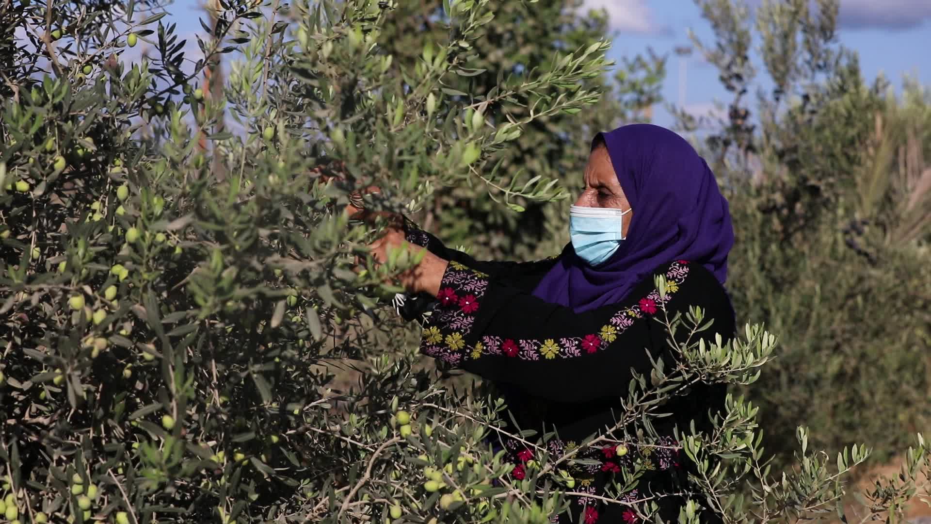 Olive Harvest in Gaza Strip