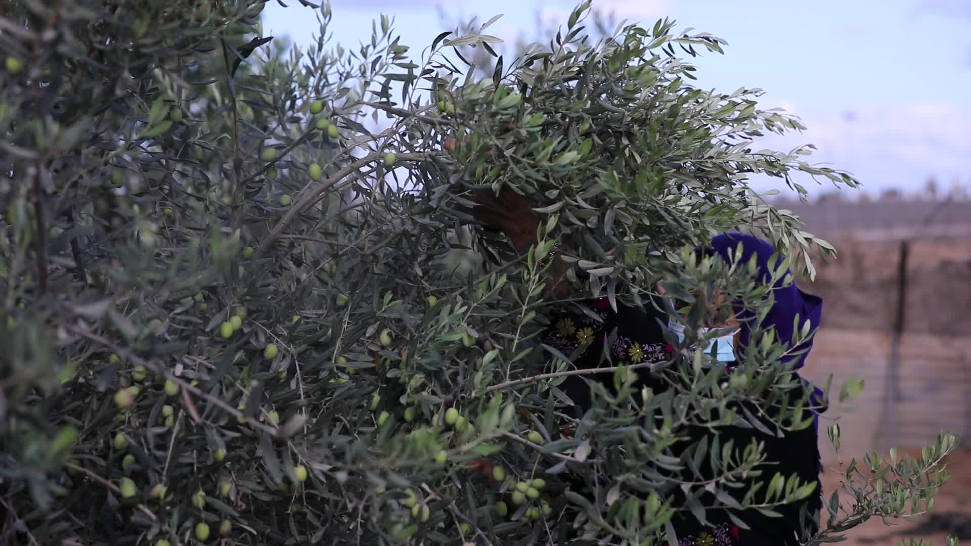 Olive Harvest in Gaza Strip