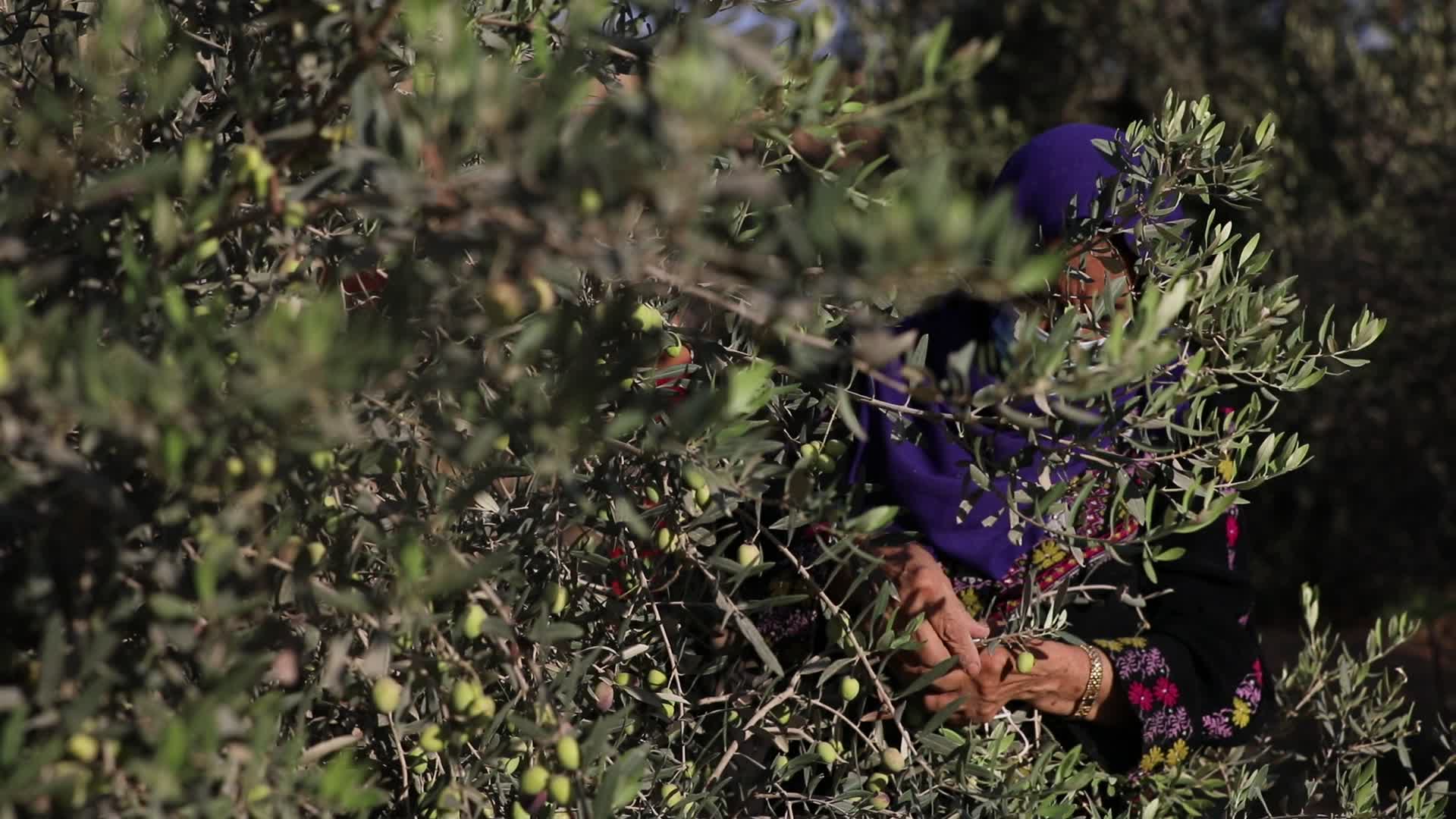 Olive Harvest in Gaza Strip