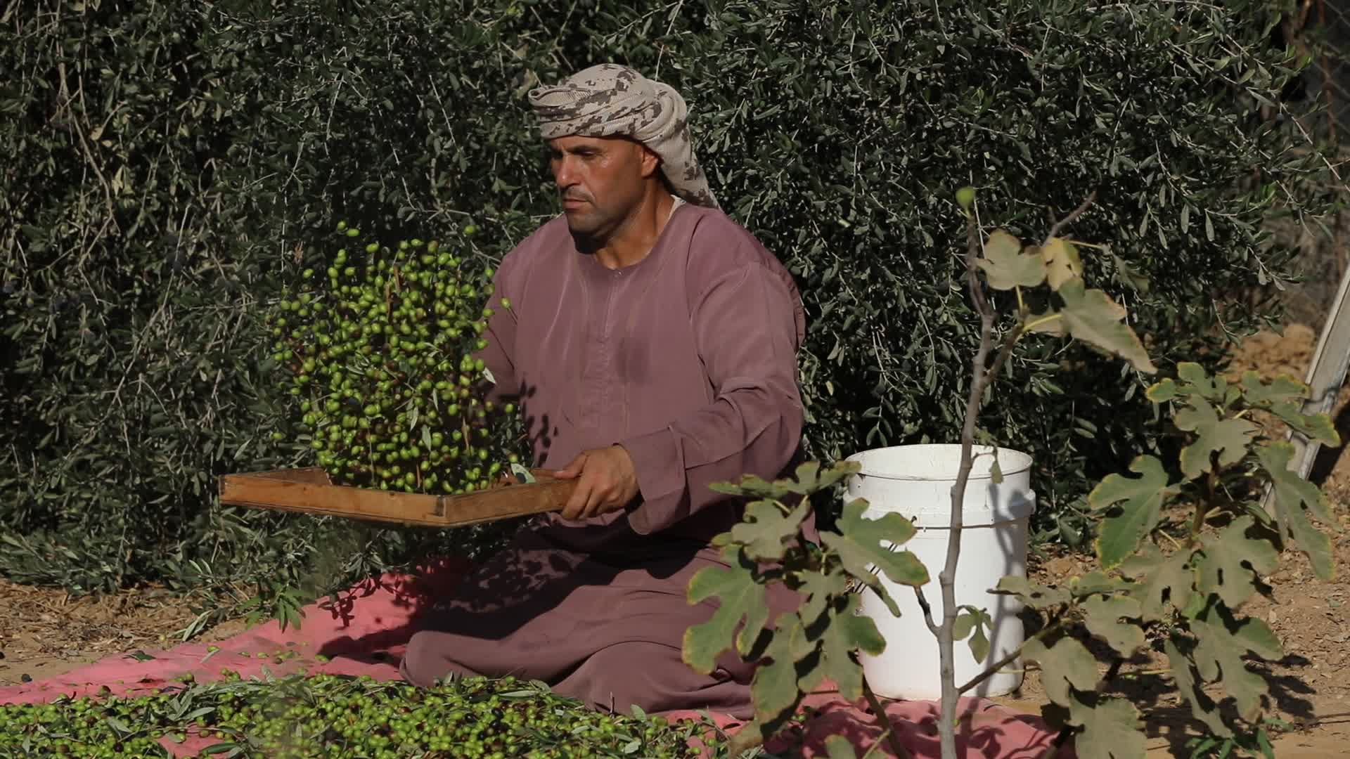 Olive Harvest in Gaza Strip
