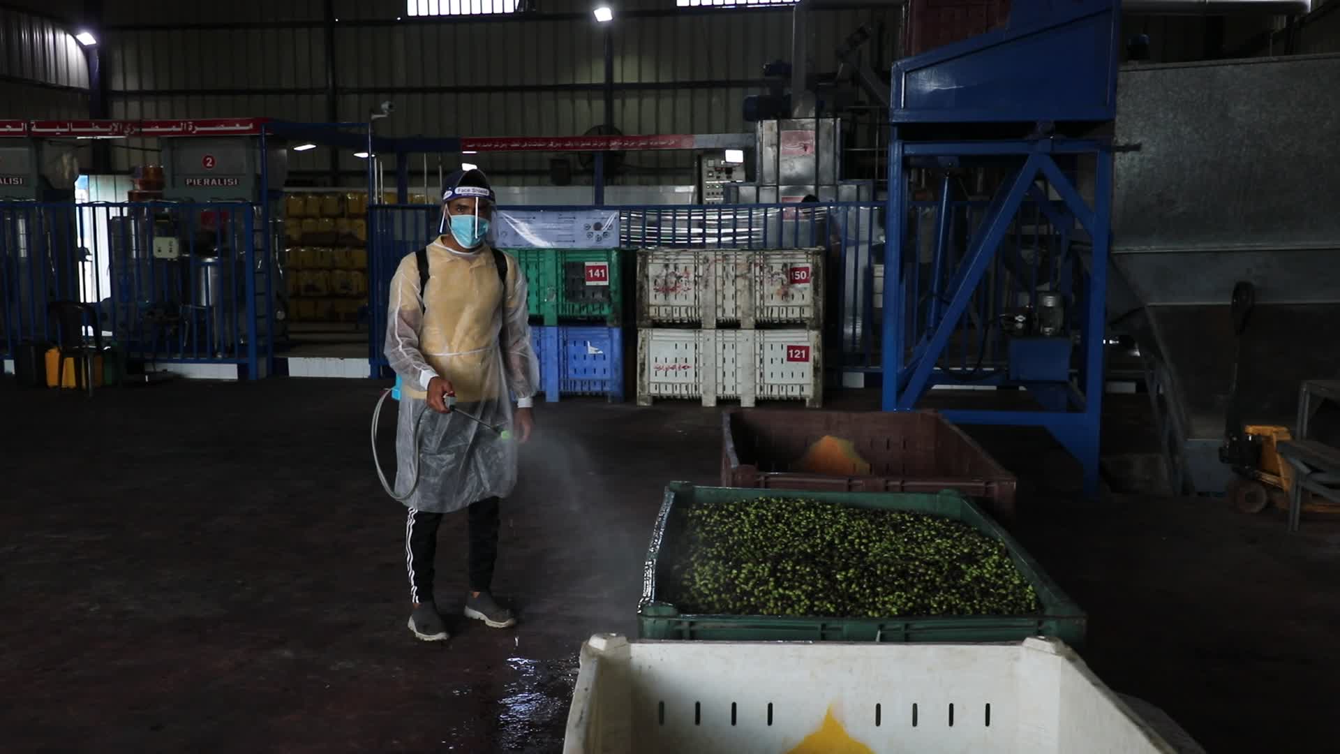 Olive Harvest in Gaza Strip