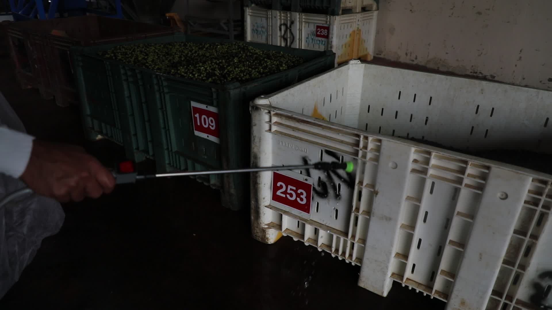 Olive Harvest in Gaza Strip