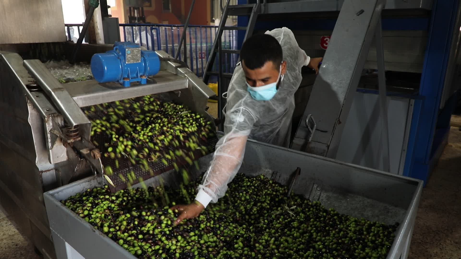 Olive Harvest in Gaza Strip