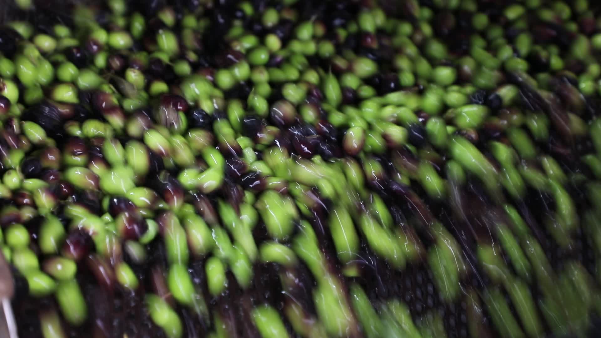 Olive Harvest in Gaza Strip