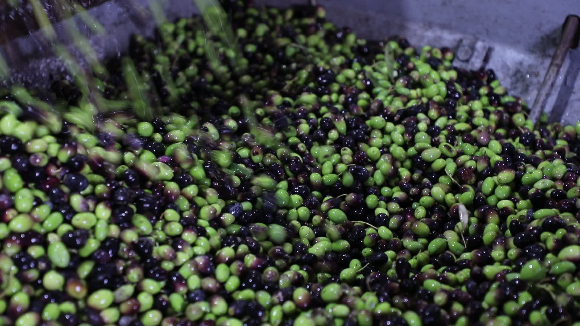 Olive Harvest in Gaza Strip