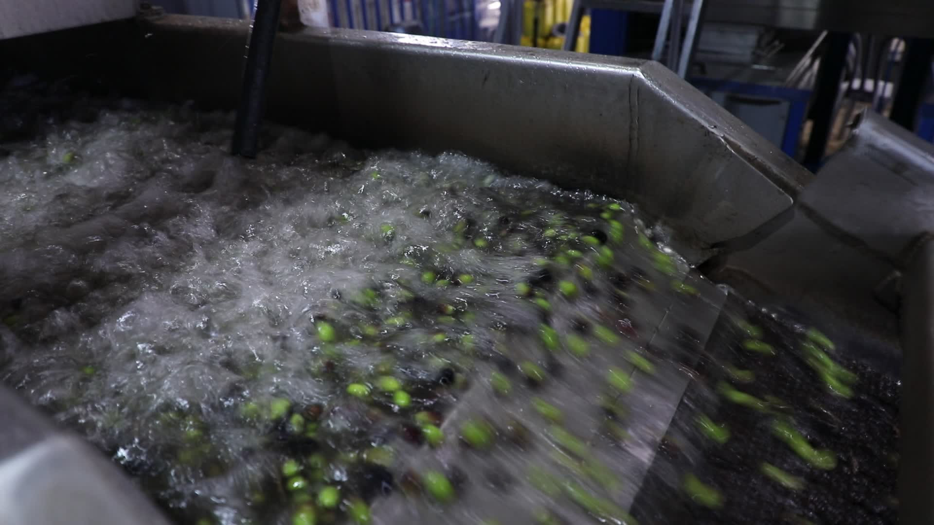 Olive Harvest in Gaza Strip