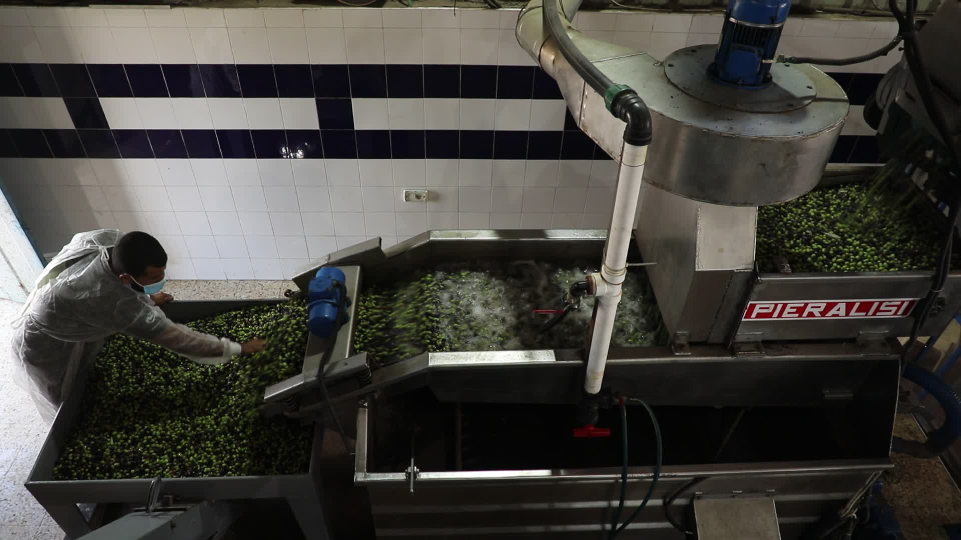 Olive Harvest in Gaza Strip