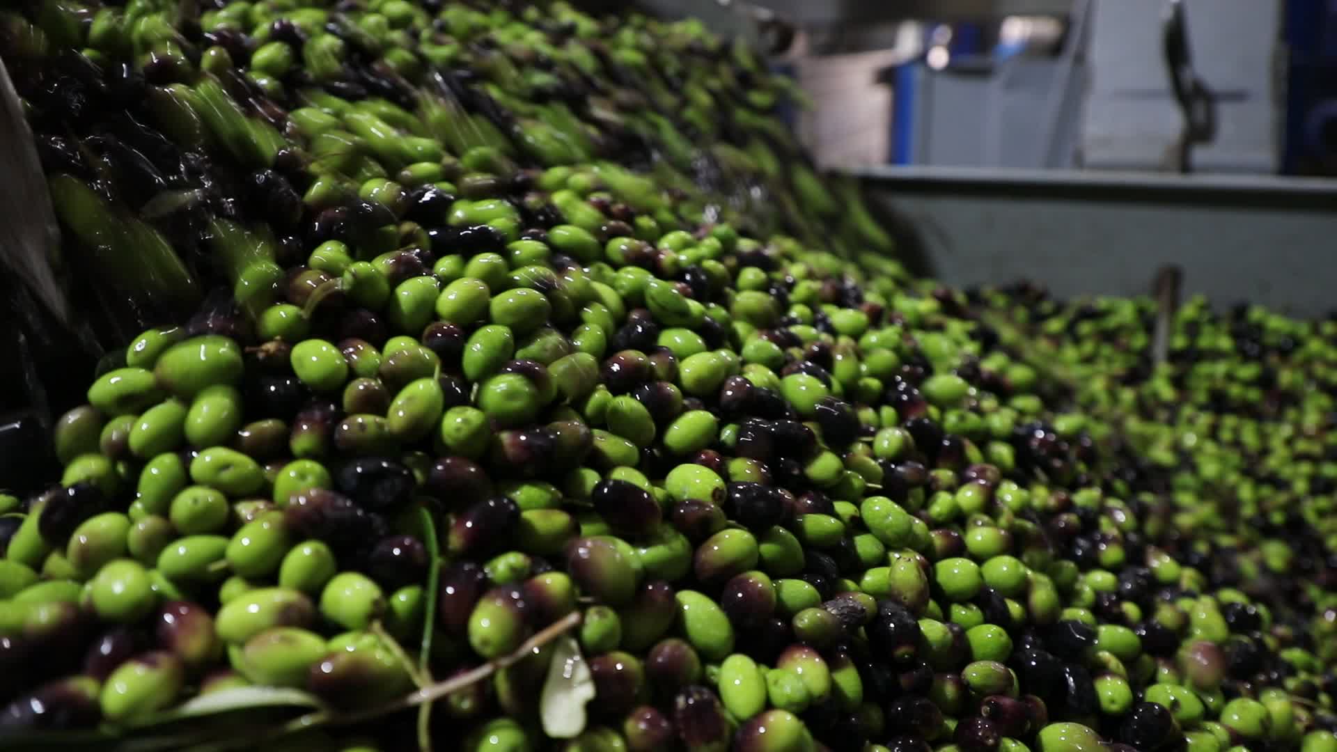 Olive Harvest in Gaza Strip