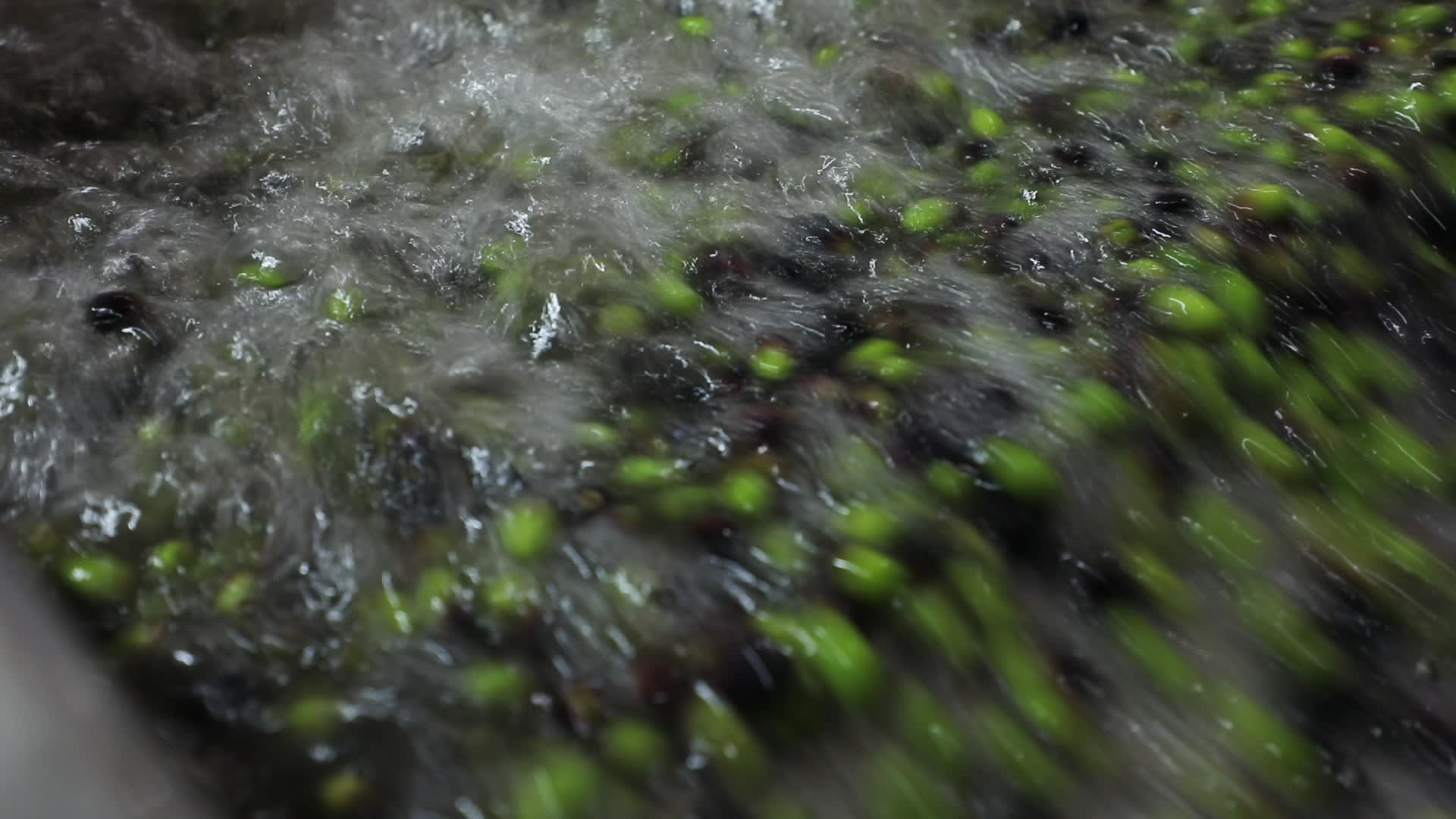 Olive Harvest in Gaza Strip