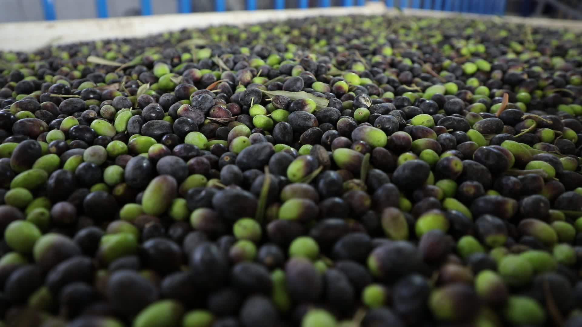 Olive Harvest in Gaza Strip