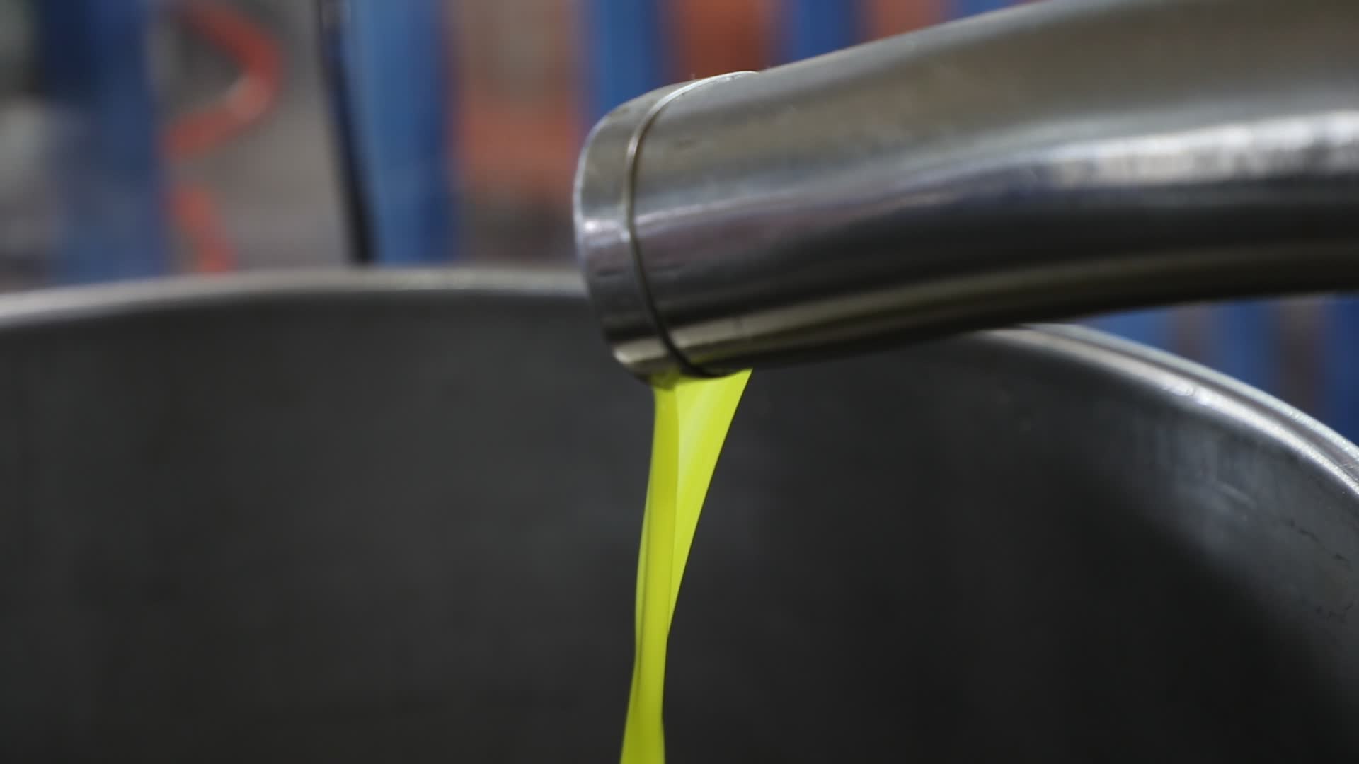 Olive Harvest in Gaza Strip