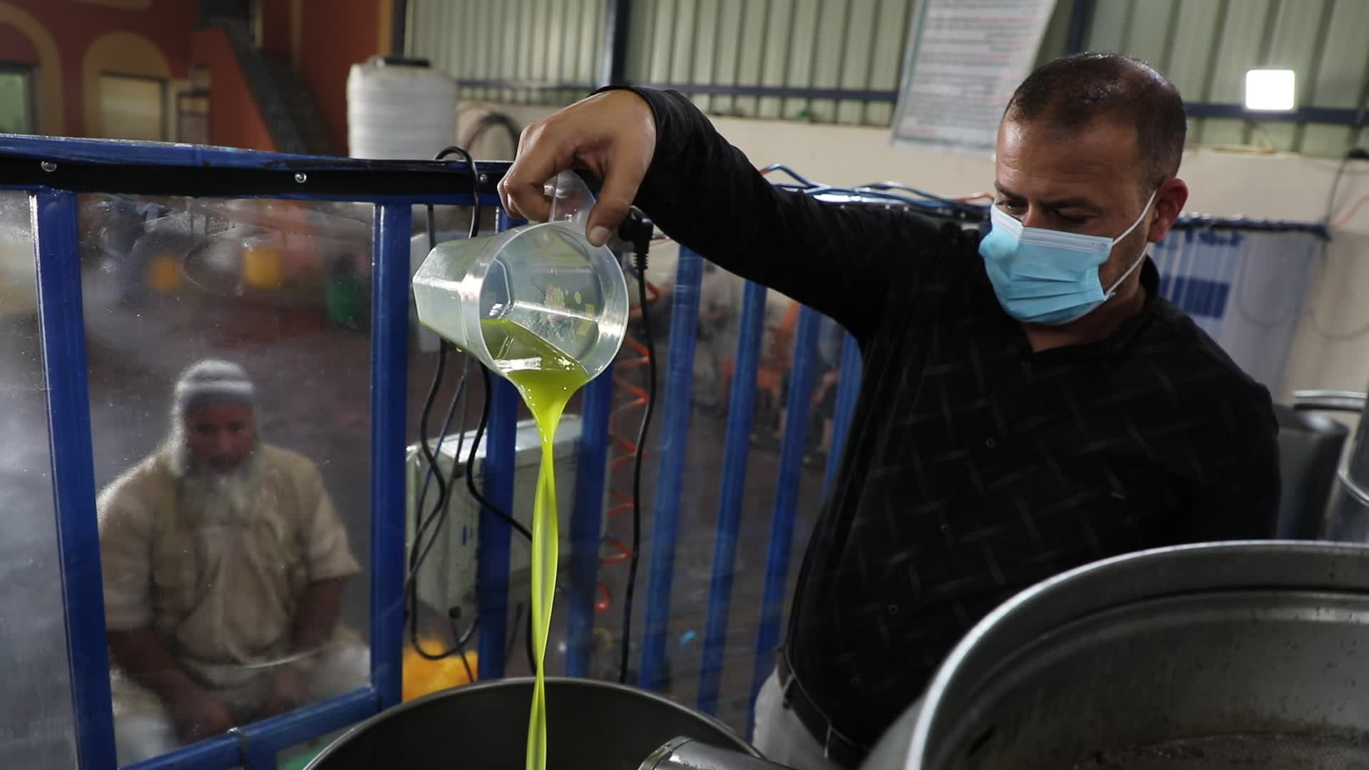 Olive Harvest in Gaza Strip