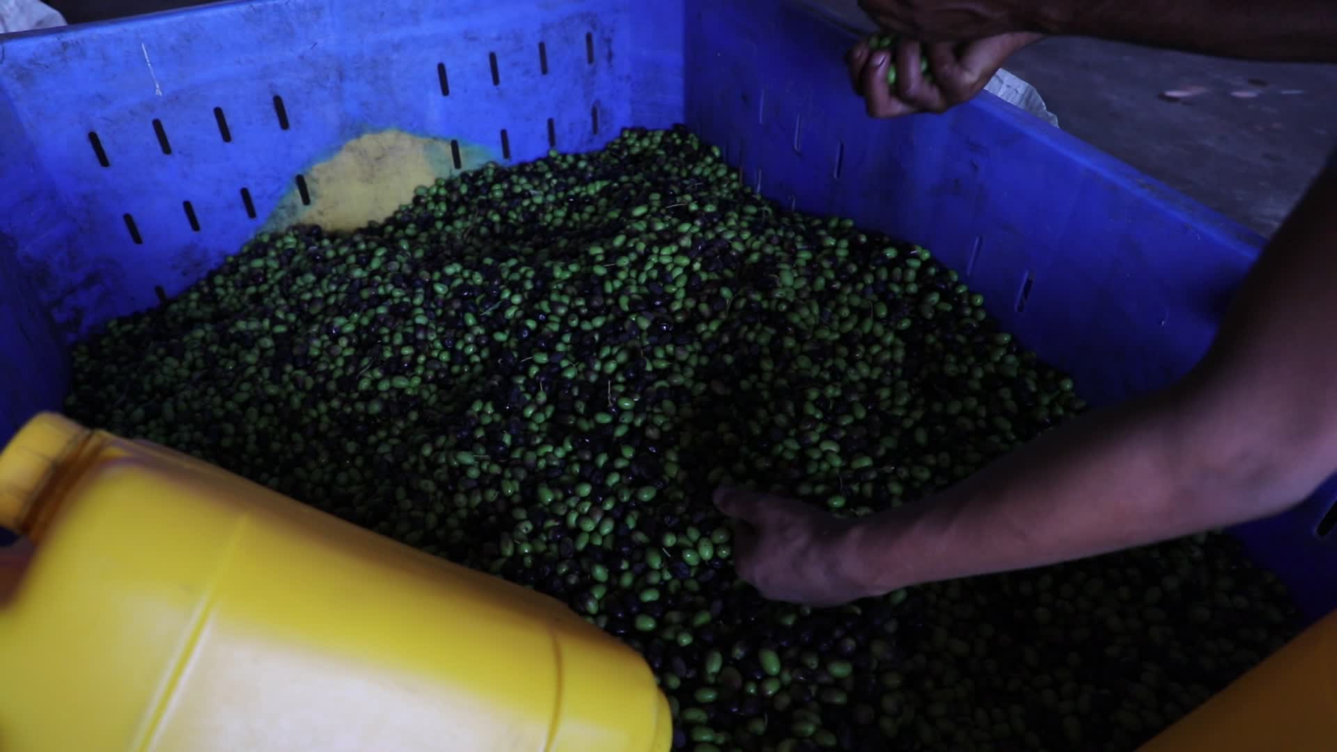 Olive Harvest in Gaza Strip