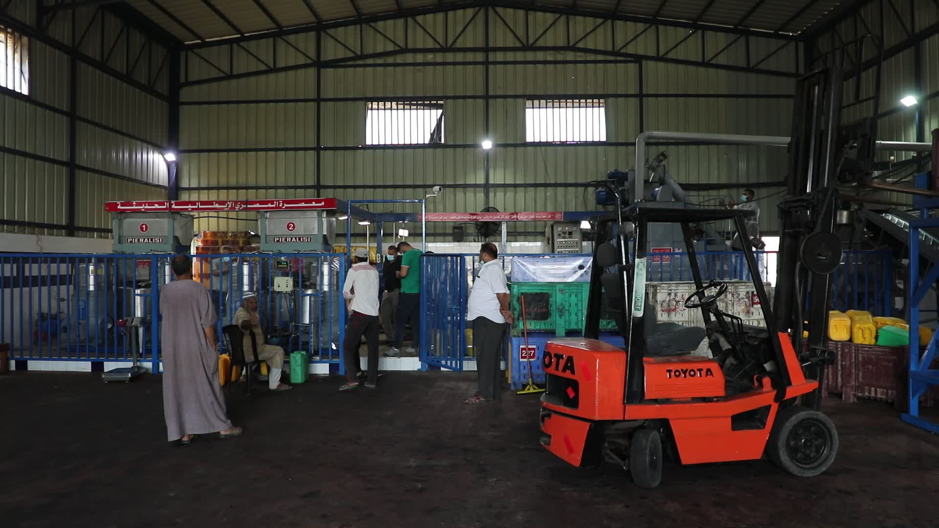 Olive Harvest in Gaza Strip