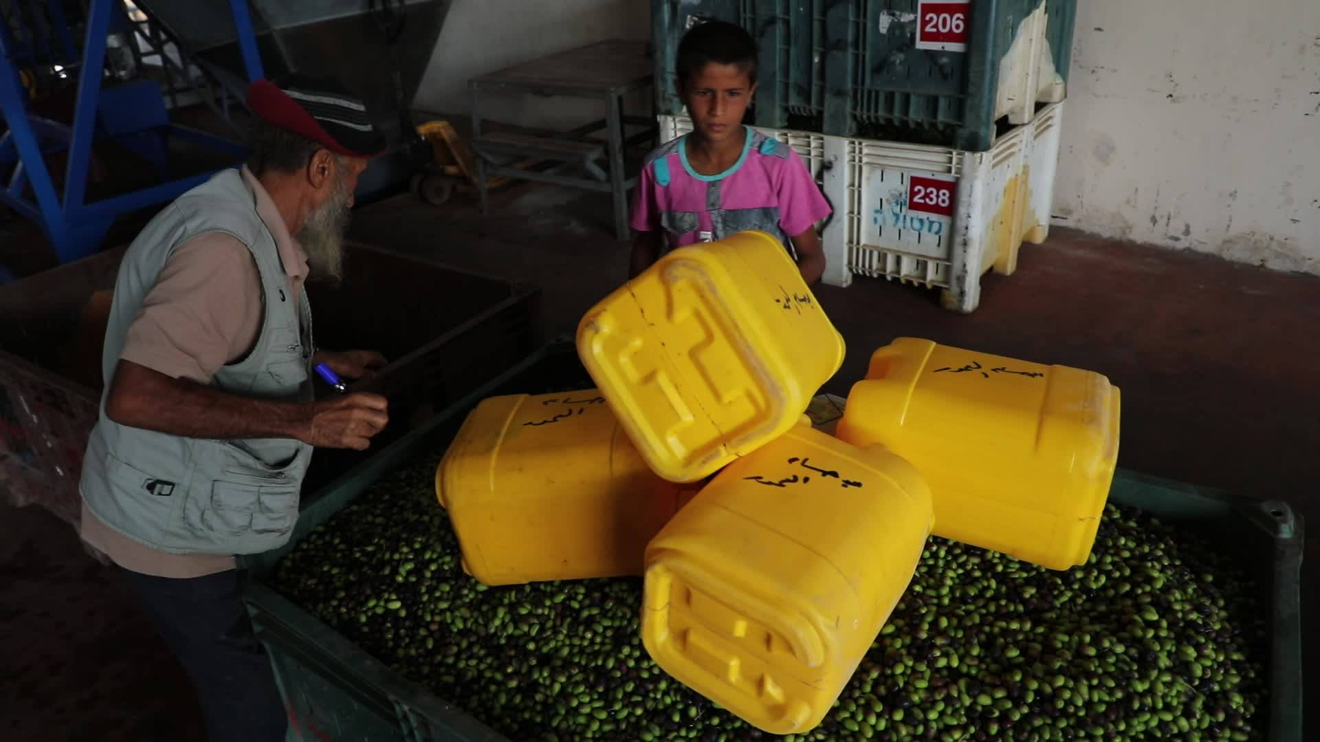Olive Harvest in Gaza Strip