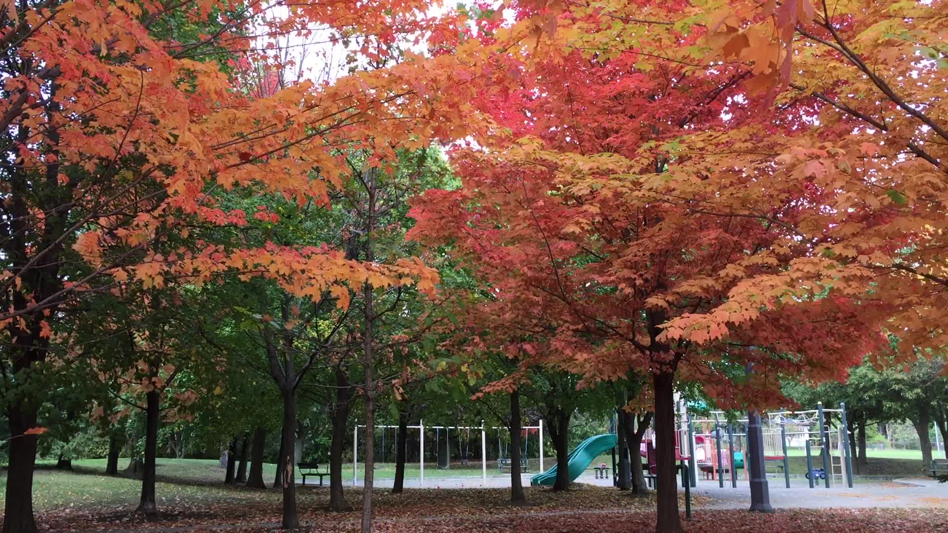 Colourful trees during the Autumn season in Canada