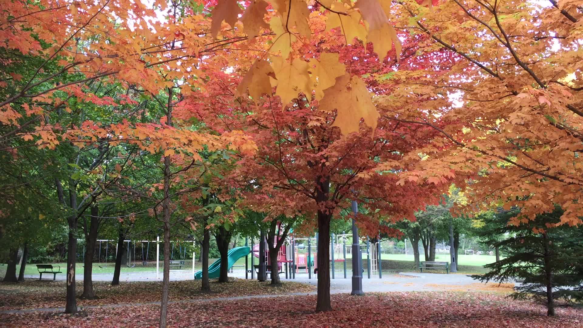Colourful trees during the Autumn season in Canada