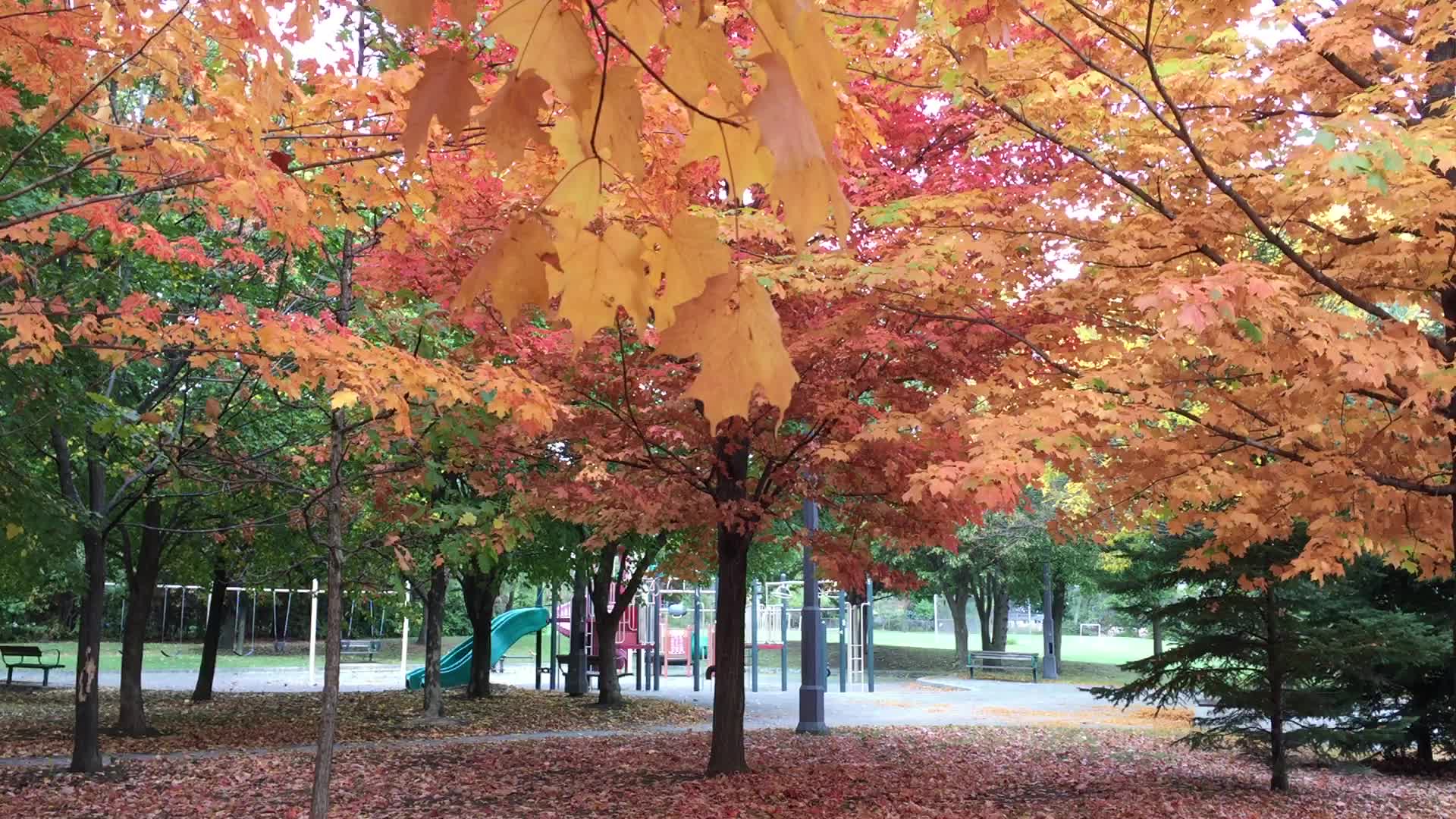 Colourful trees during the Autumn season in Canada