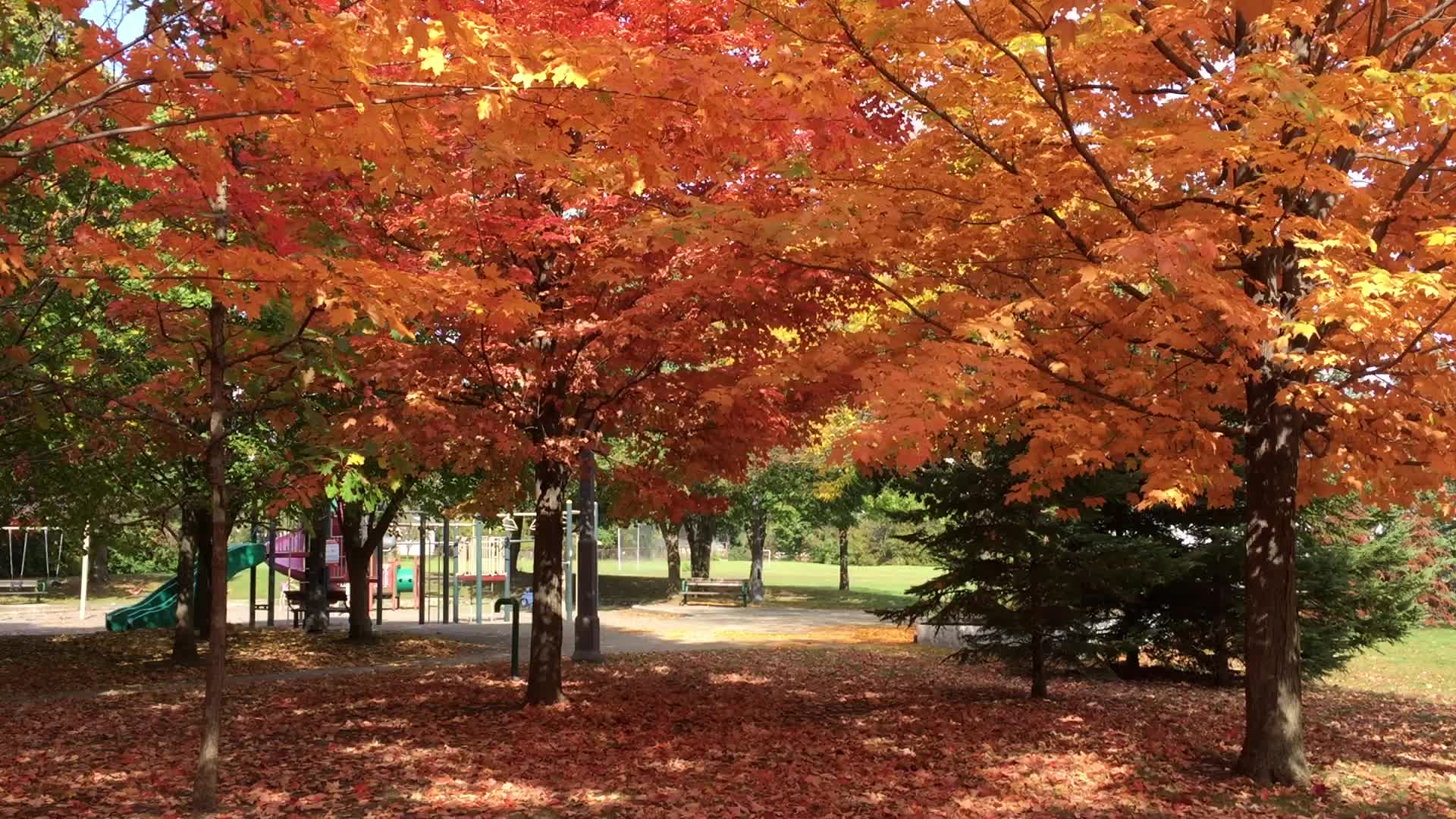 Colourful trees during the Autumn season in Canada