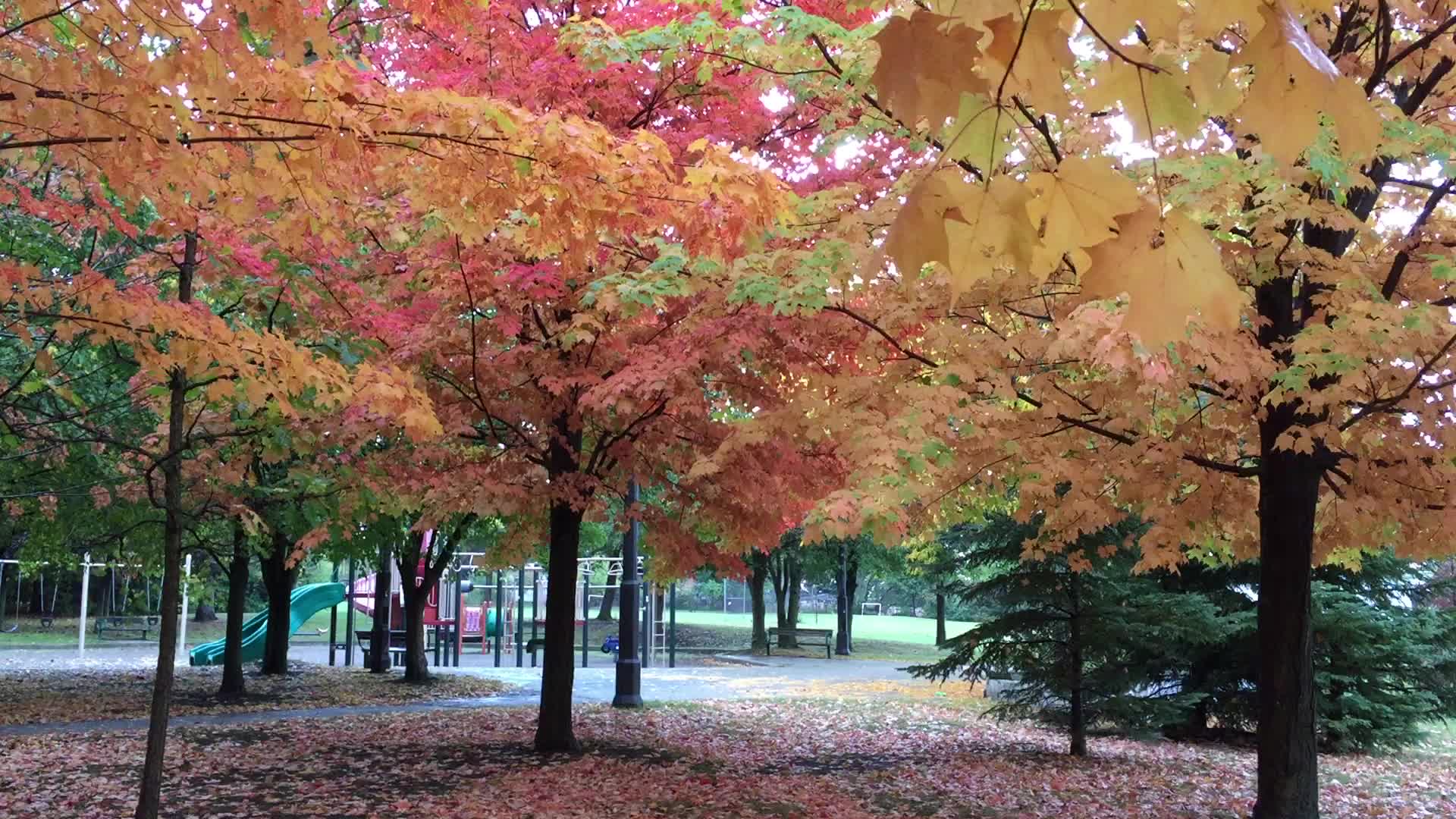 Colourful trees during the Autumn season in Canada