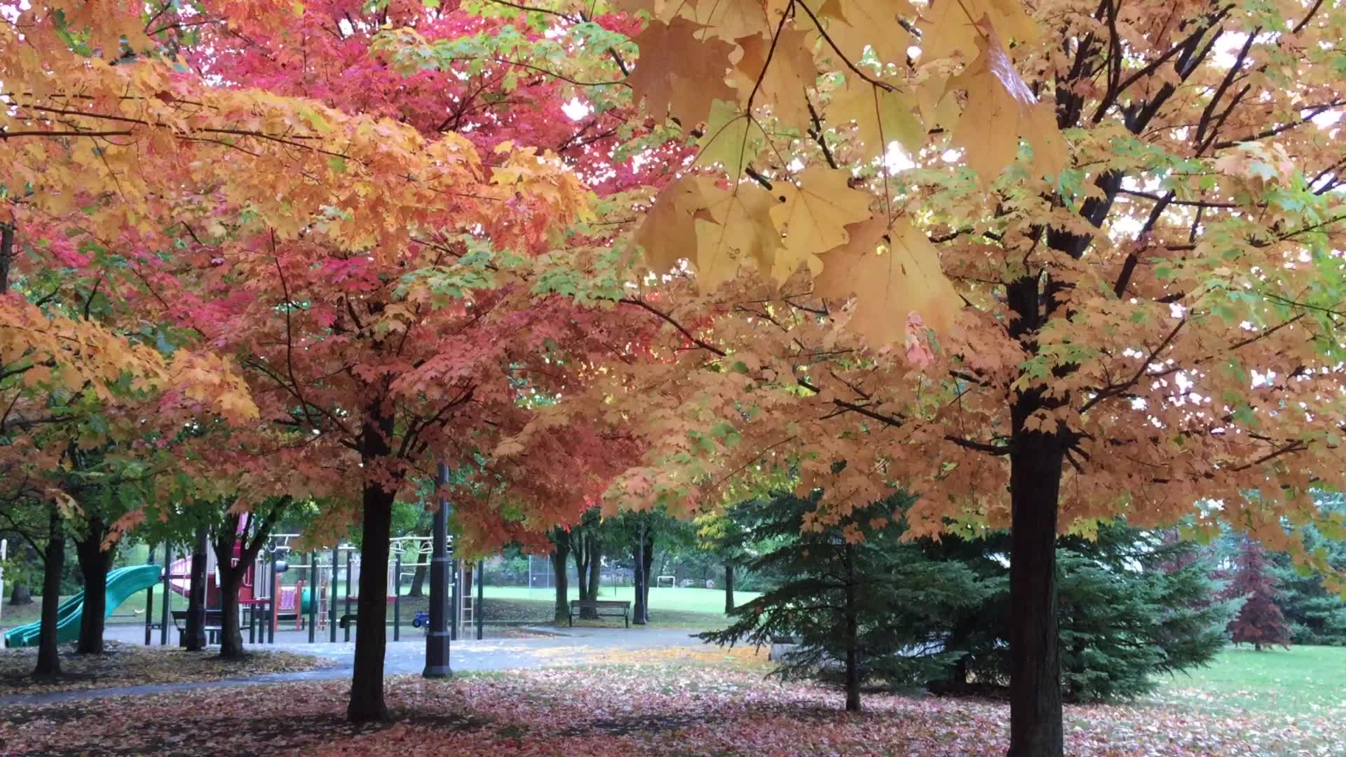 Colourful trees during the Autumn season in Canada