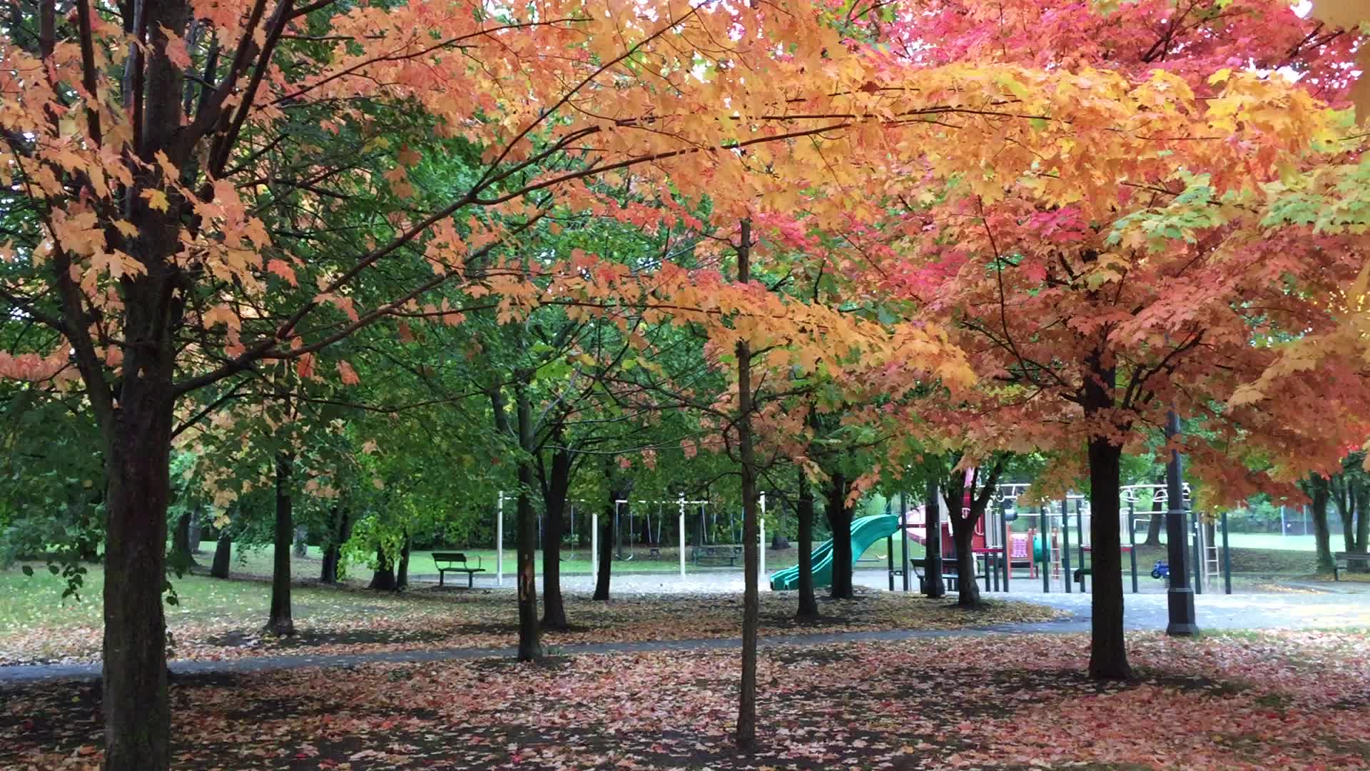 Colourful trees during the Autumn season in Canada