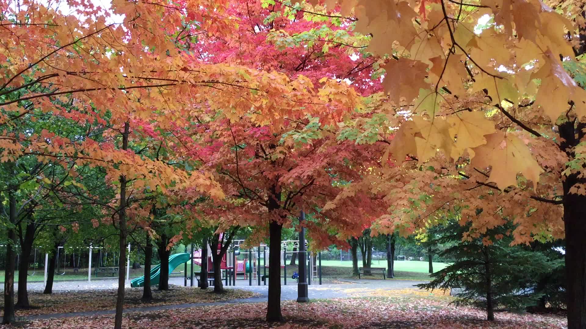 Colourful trees during the Autumn season in Canada