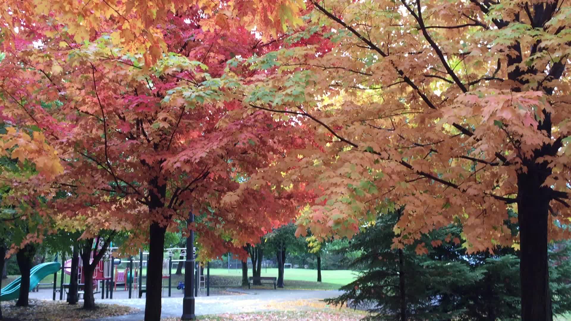 Colourful trees during the Autumn season in Canada