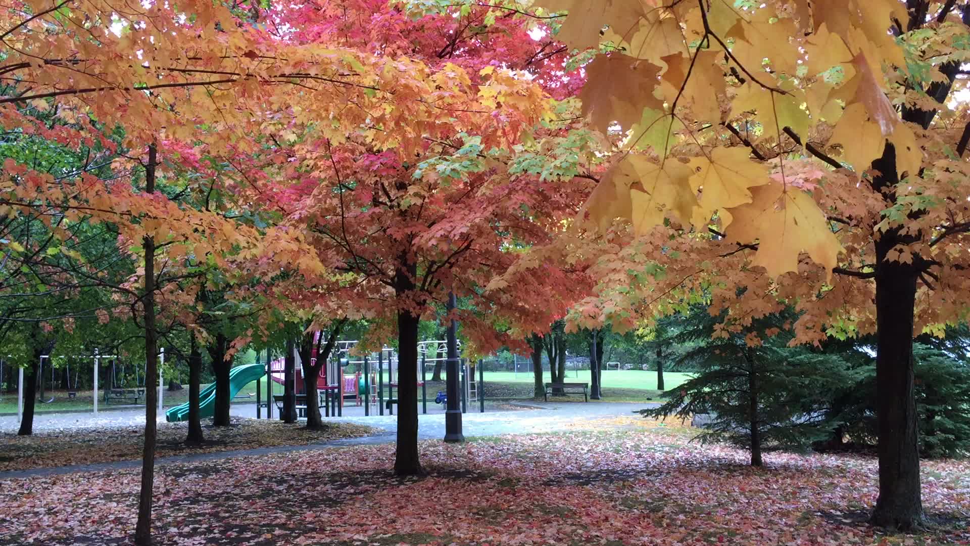 Colourful trees during the Autumn season in Canada